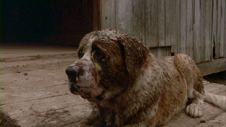 Pictures Of Cujo
